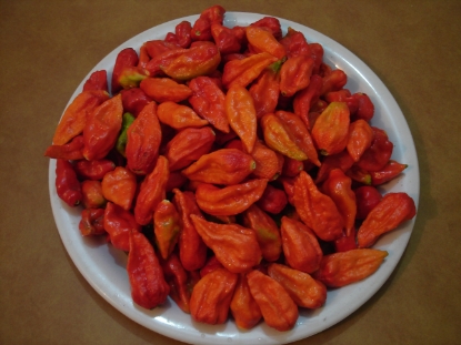 Picture of Bhut Jolokia Chilli Pepper